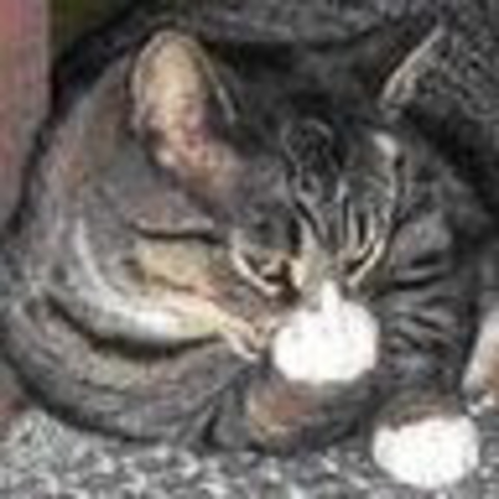 Meet your Posher, V-strom